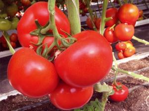 尤尼德金诺-西红柿种子
