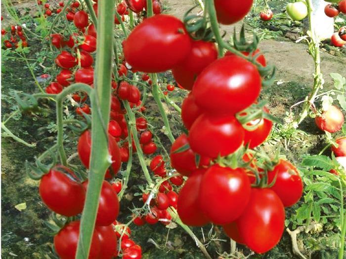 西红柿种子种植前需要做什么？