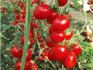 西红柿种子的种植：