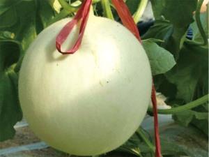 甜瓜种子种植前的准备及方法
